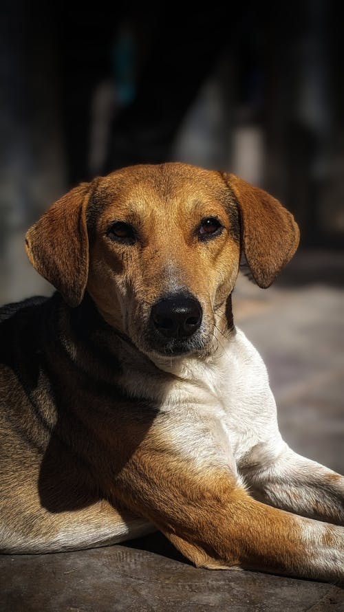 Cute Dog Portrait