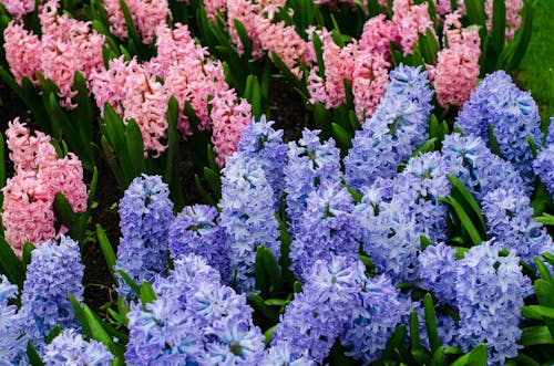 Hyacinths on Meadow