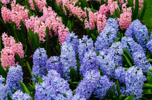 Free Colorful pink and purple hyacinths in full bloom create a striking spring garden scene. Stock Photo