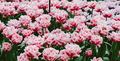 Foto stok gratis alam, bunga-bunga merah muda, flora