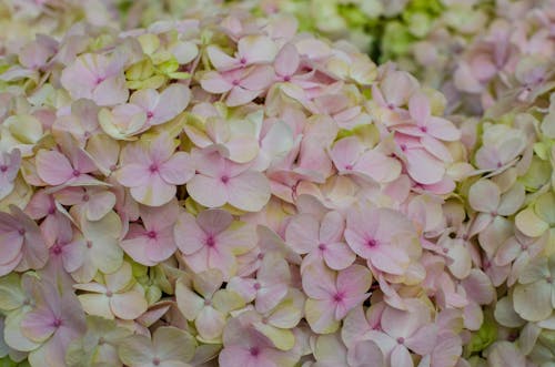 Close-up of Light Pink Hydrangea