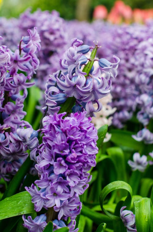 Close up of Purple Hyacinth Flowers