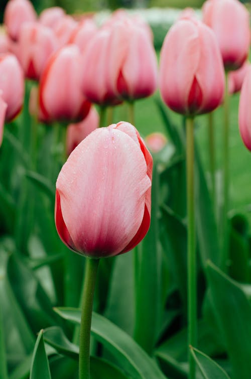 Pink Tulip on Field