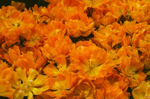Free A stunning array of orange tulip blossoms in full bloom, creating a vibrant and fresh floral display. Stock Photo