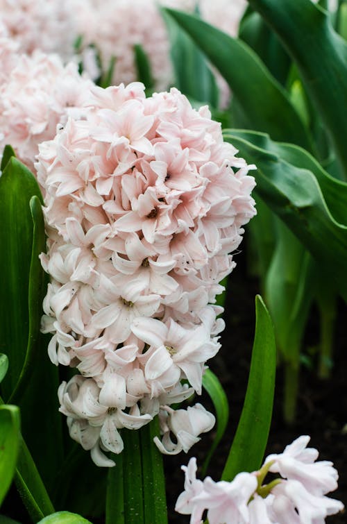 Close up of White Hyacinth