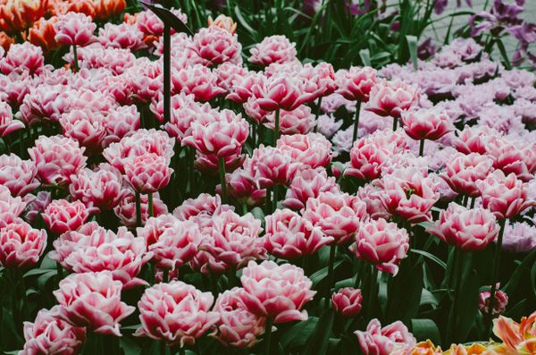 Pink Tulip Field jigsaw puzzle