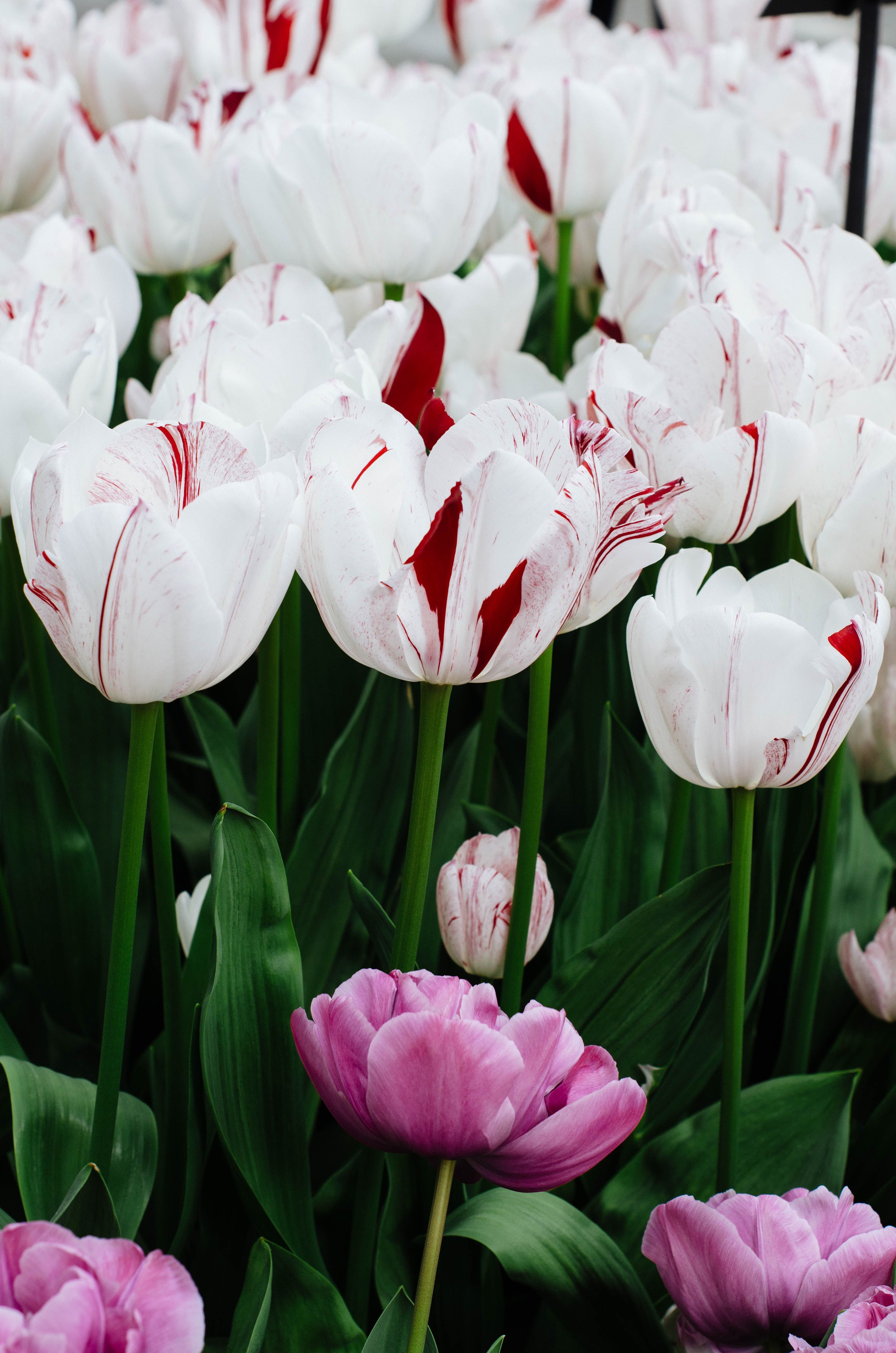 Close up of White Tulips · Free Stock Photo