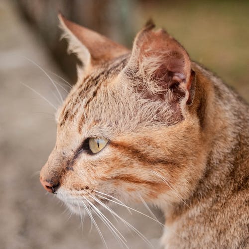 Cute Cat Looking Away