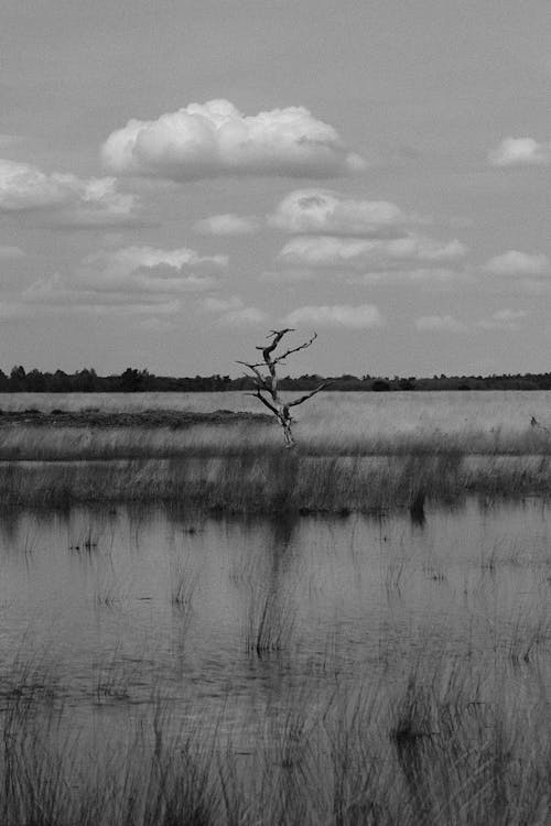 Бесплатное стоковое фото с болото, вертикальный выстрел, голое дерево