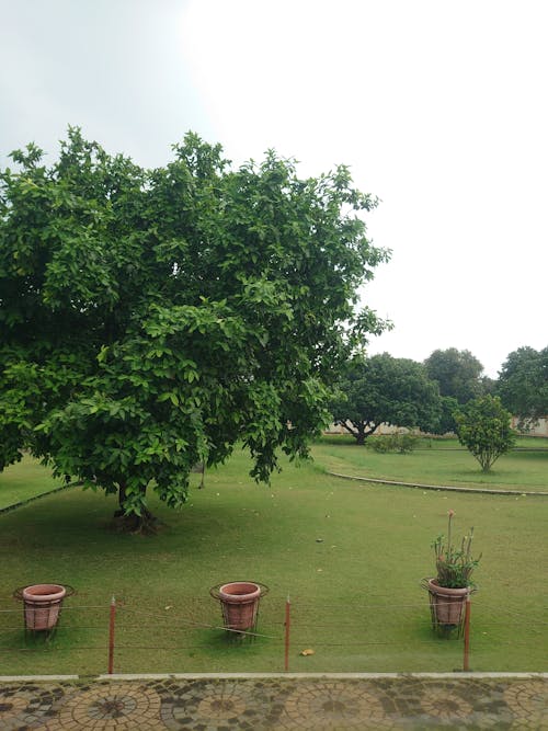 Trees in Garden