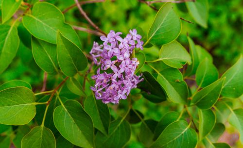 Free Close-up of purple lilac flowers surrounded by green leaves on a sunny day. Stock Photo