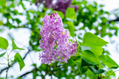Free A detailed close-up of purple lilac flowers in full bloom, surrounded by lush green leaves. Stock Photo