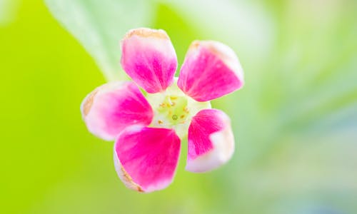 PInk flower with a nice bokeh background