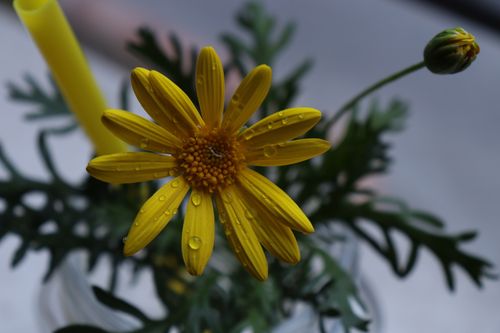 Free stock photo of beauty, drops, flower Stock Photo