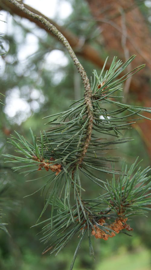 Close-up of a Pine Tree Branch 