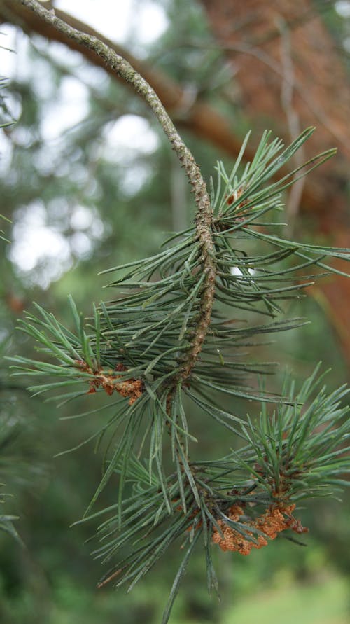 Základová fotografie zdarma na téma detail, flóra, jehličnan