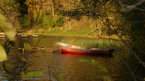 Základová fotografie zdarma na téma litva, podzim, zelený les