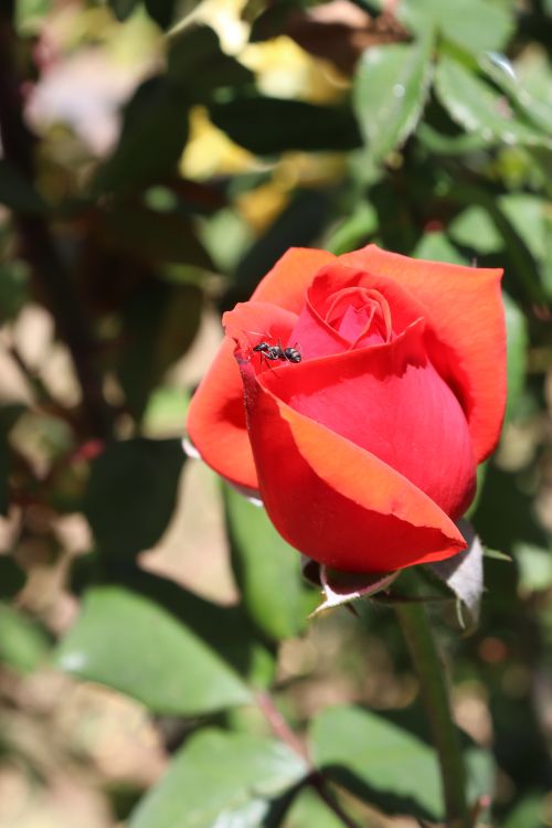 Free stock photo of beauty, insect, nature Stock Photo