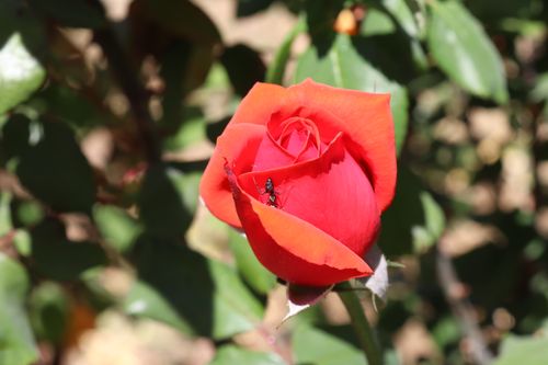 Free stock photo of beauty, insect, nature Stock Photo