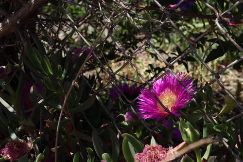 Free stock photo of abode, beauty, flor nature Stock Photo