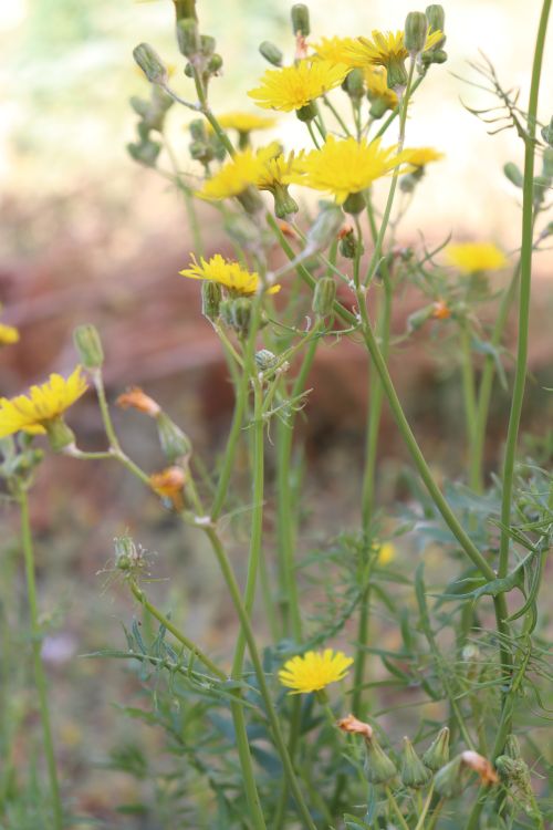 Free stock photo of day, flowers, joy Stock Photo