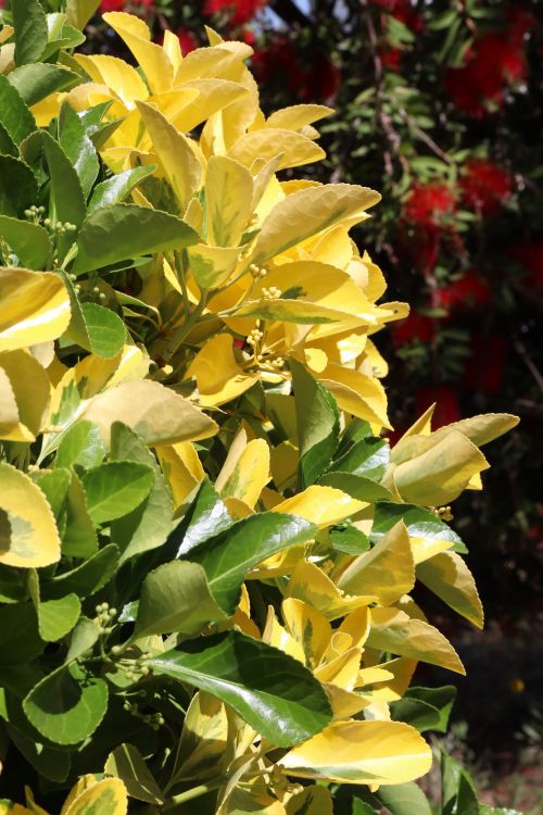 Free stock photo of plants, vegetation, yellow and green Stock Photo