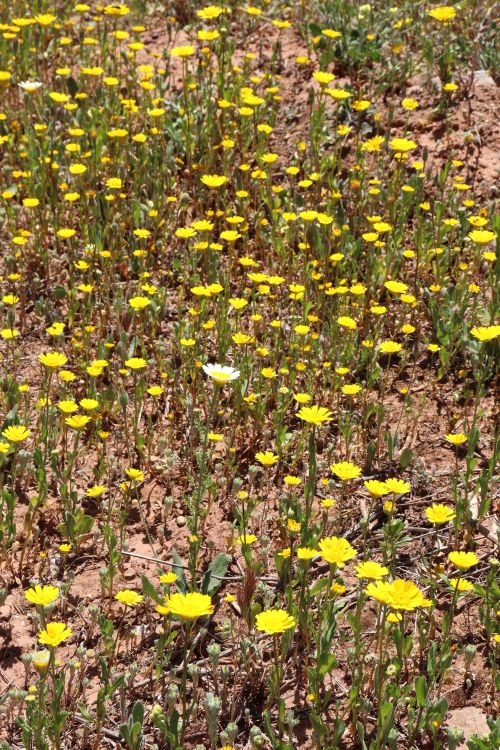 Free campo de flores pintado Stock Photo