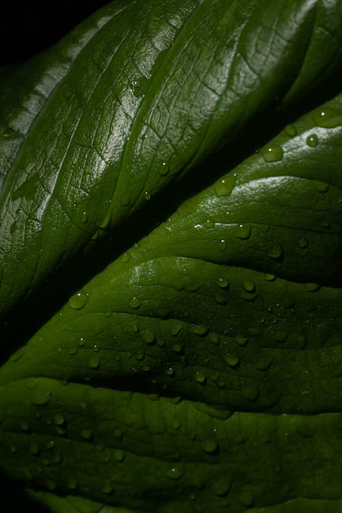 Close-up of a Wet Green Leaf