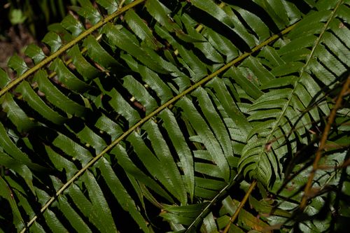 Free Detailed close-up of lush green fern leaves showcasing intricate patterns in nature. Stock Photo