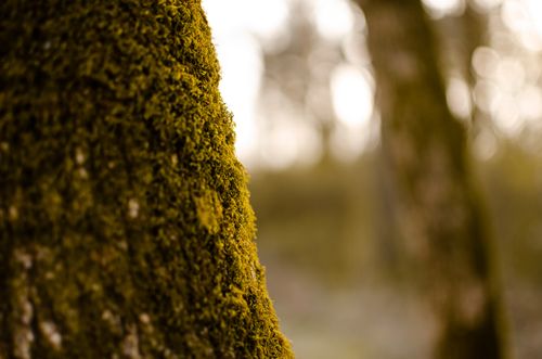 Free Detailed view of mossy tree bark in a serene forest setting. Stock Photo