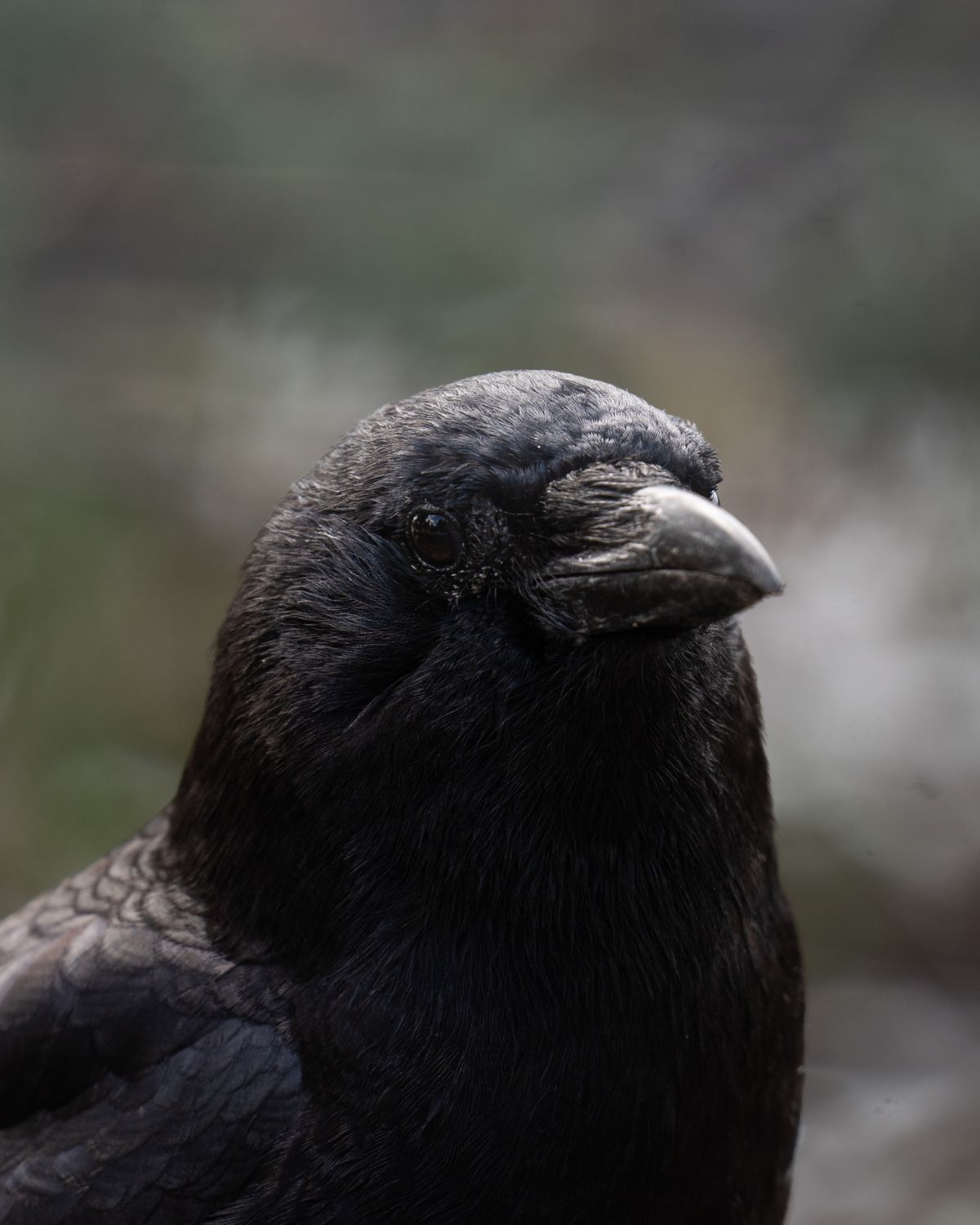 Gros plan sur la tête d'un grand corbeau, bec épais et œil sombre