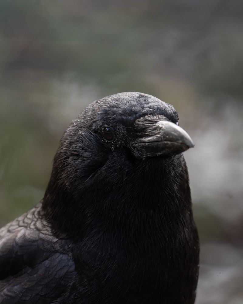 Dark Raven Photos, Download The BEST Free Dark Raven Stock Photos