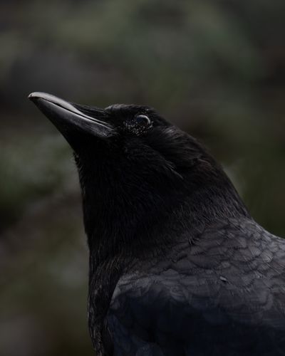 Common Raven