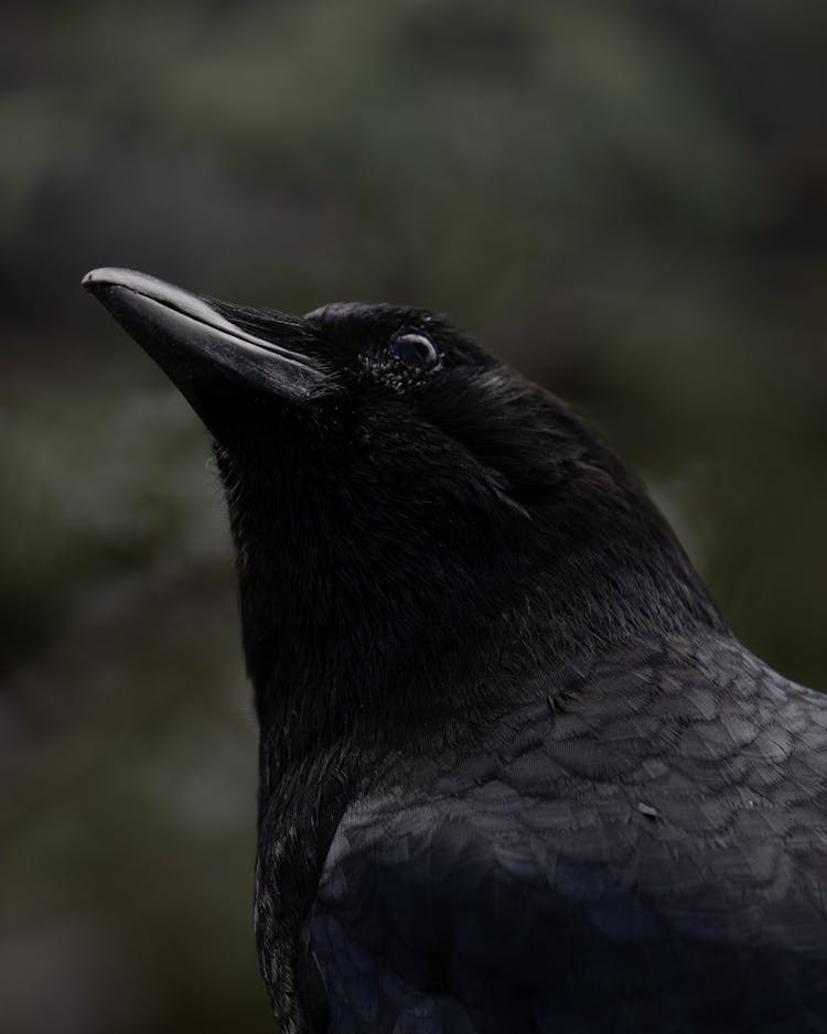 Portrait Of Raven Bird