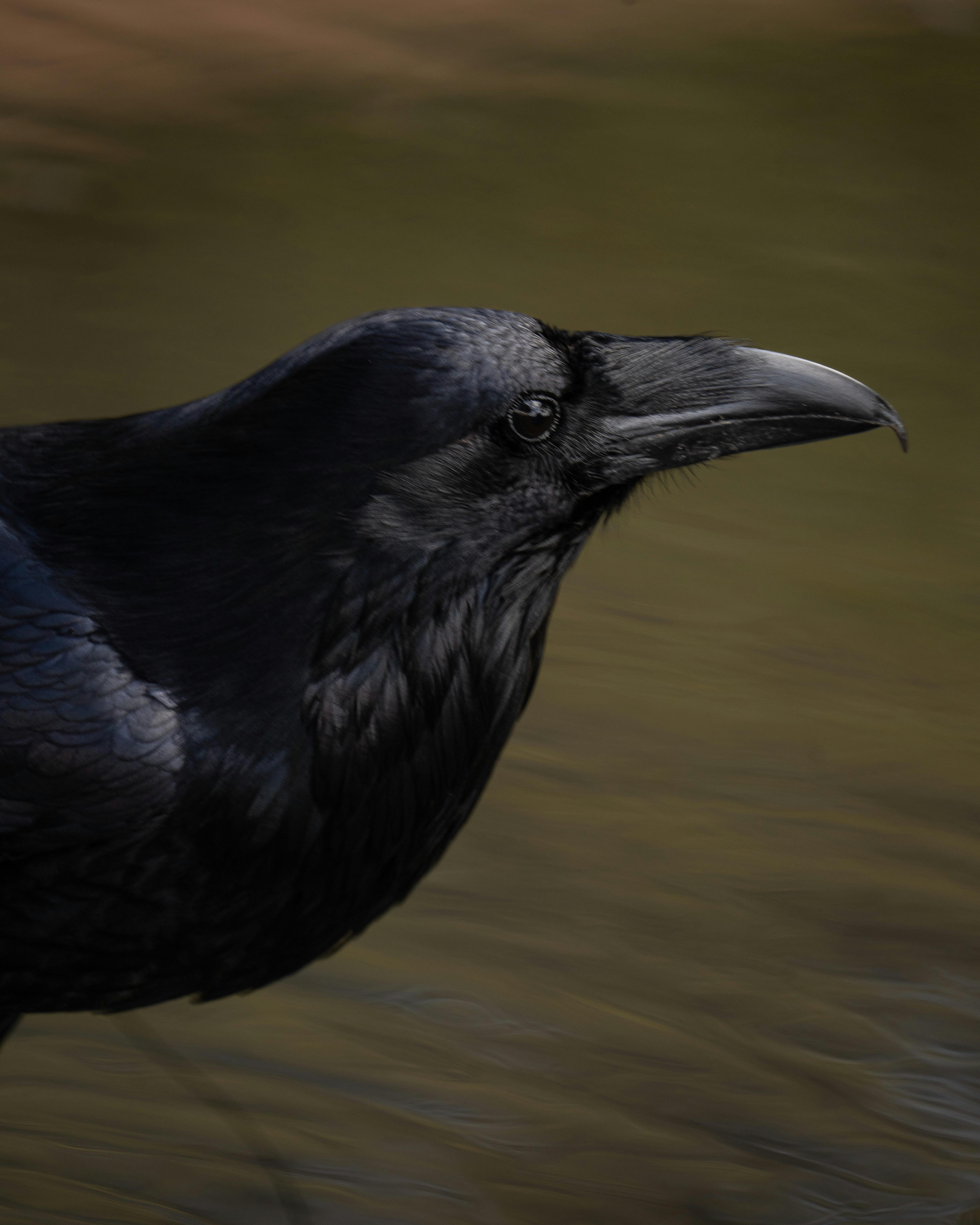 Detailed portrait of a raven with a blurred natural background, highlighting its features.
