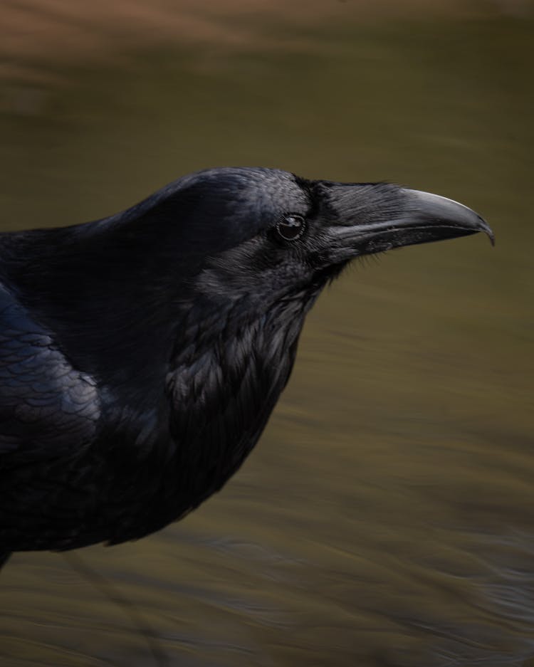 Portrait Of Raven In Nature