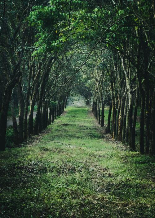 Free A peaceful tree-lined path in a lush green forest, perfect for nature enthusiasts. Stock Photo