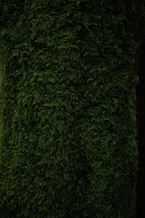 Free A detailed close-up of lush green thuja foliage, showcasing its dense texture. Stock Photo
