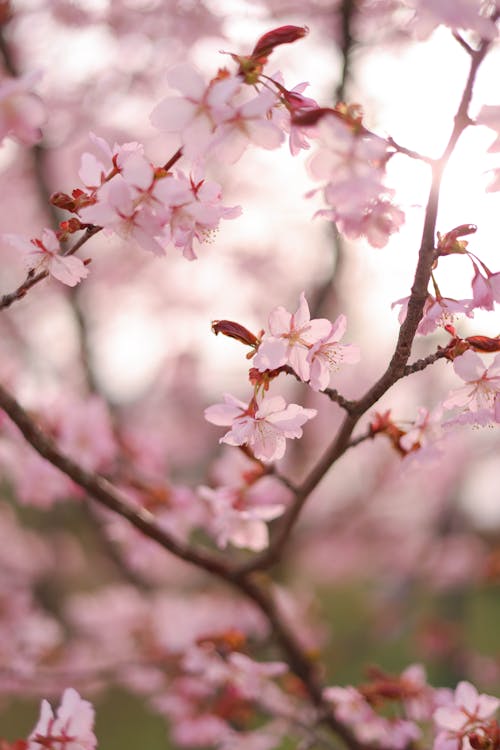 Close up of Cherry Blossoms