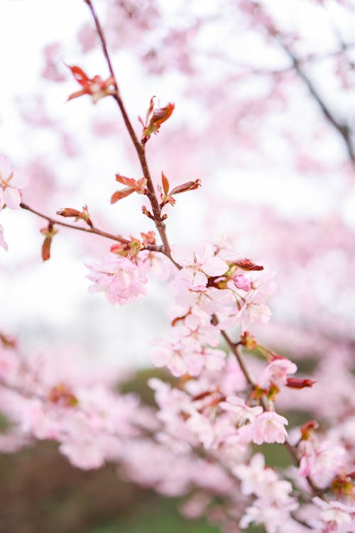 Close up of Cherry Blossoms on Branch