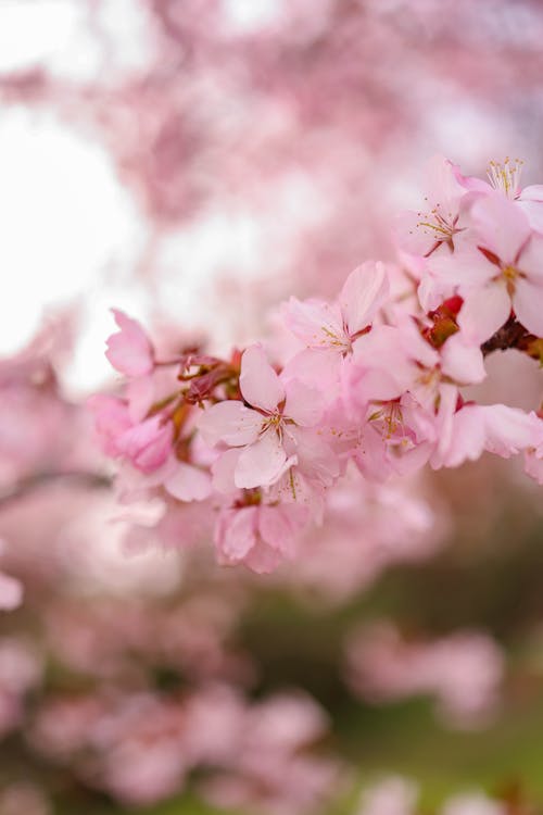 Close up of Cherry Blossoms