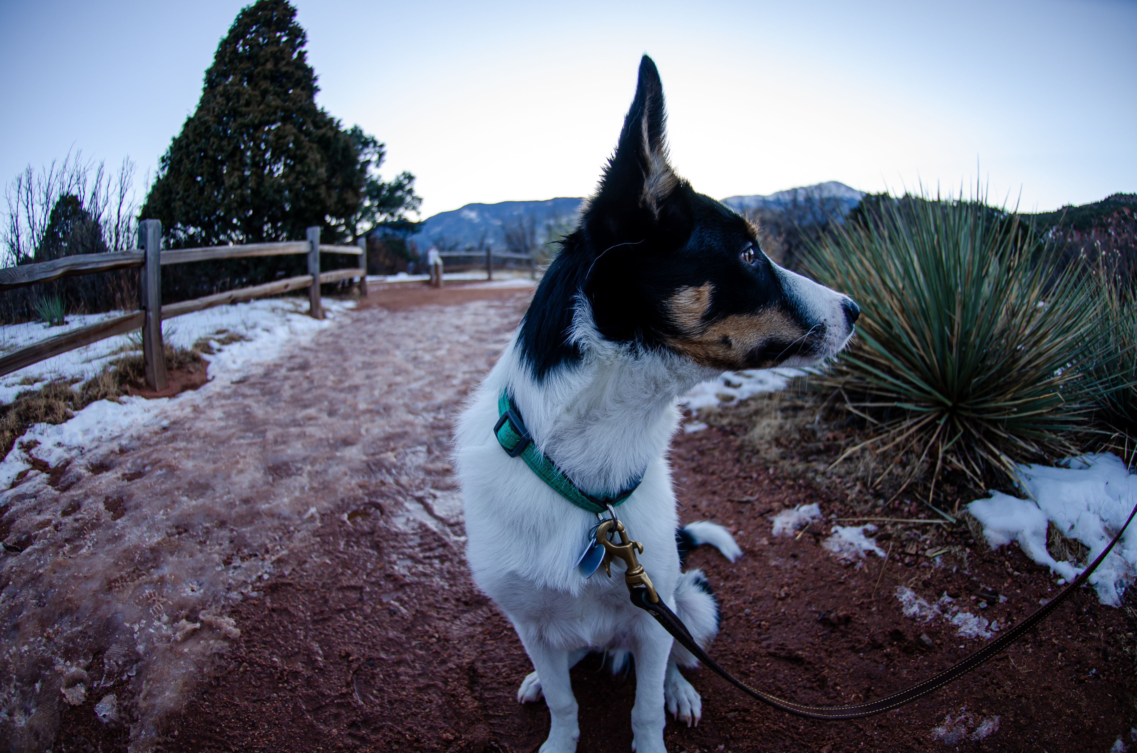 Dog leash for hiking - border collie on a leash during a snowy trail walk