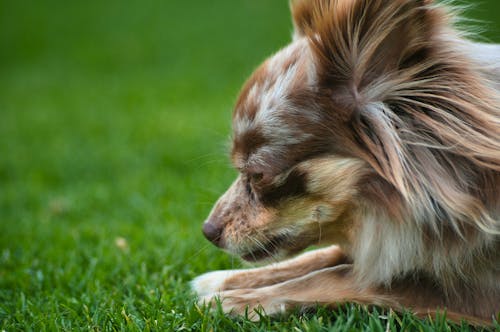 Close-up of a Chihuahua Dog Lying on the Grass 