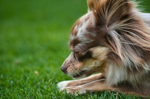 Kostenloses Stock Foto zu chihuahua, gras, häuslich