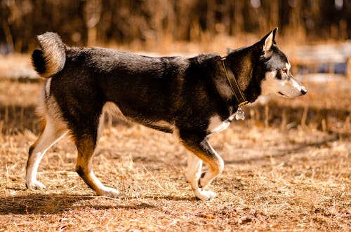 Foto profissional grátis de animal de estimação, cachorro, foco seletivo