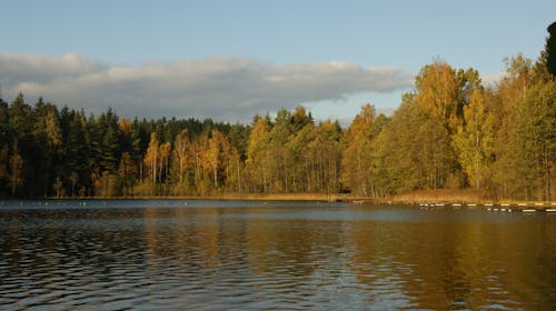 Základová fotografie zdarma na téma atmosfera de outono, vodní jezero