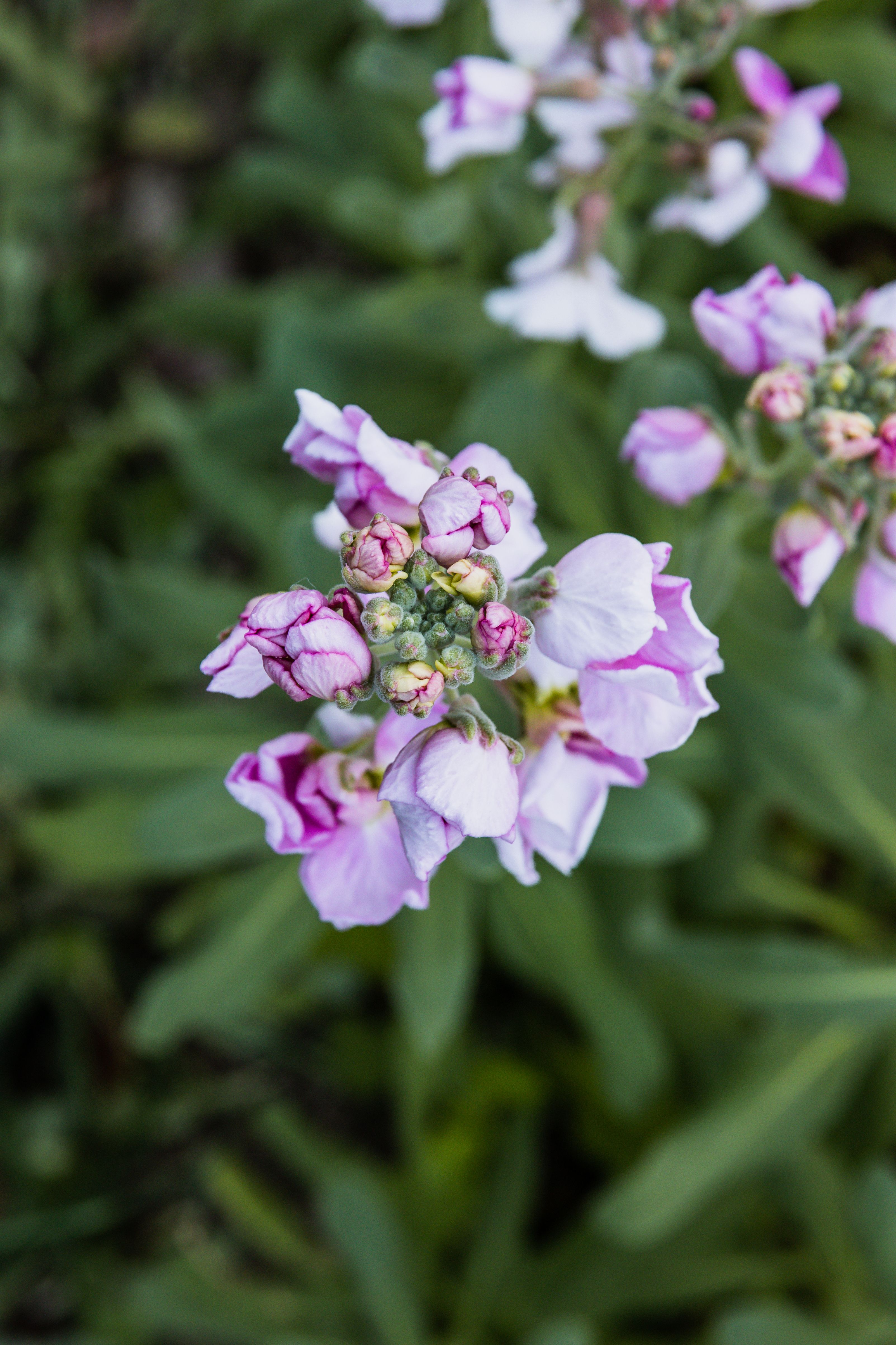 Detailed close-up of purple stock flowers blooming outdoors, showcasing their delicate petals and vibrant colors.