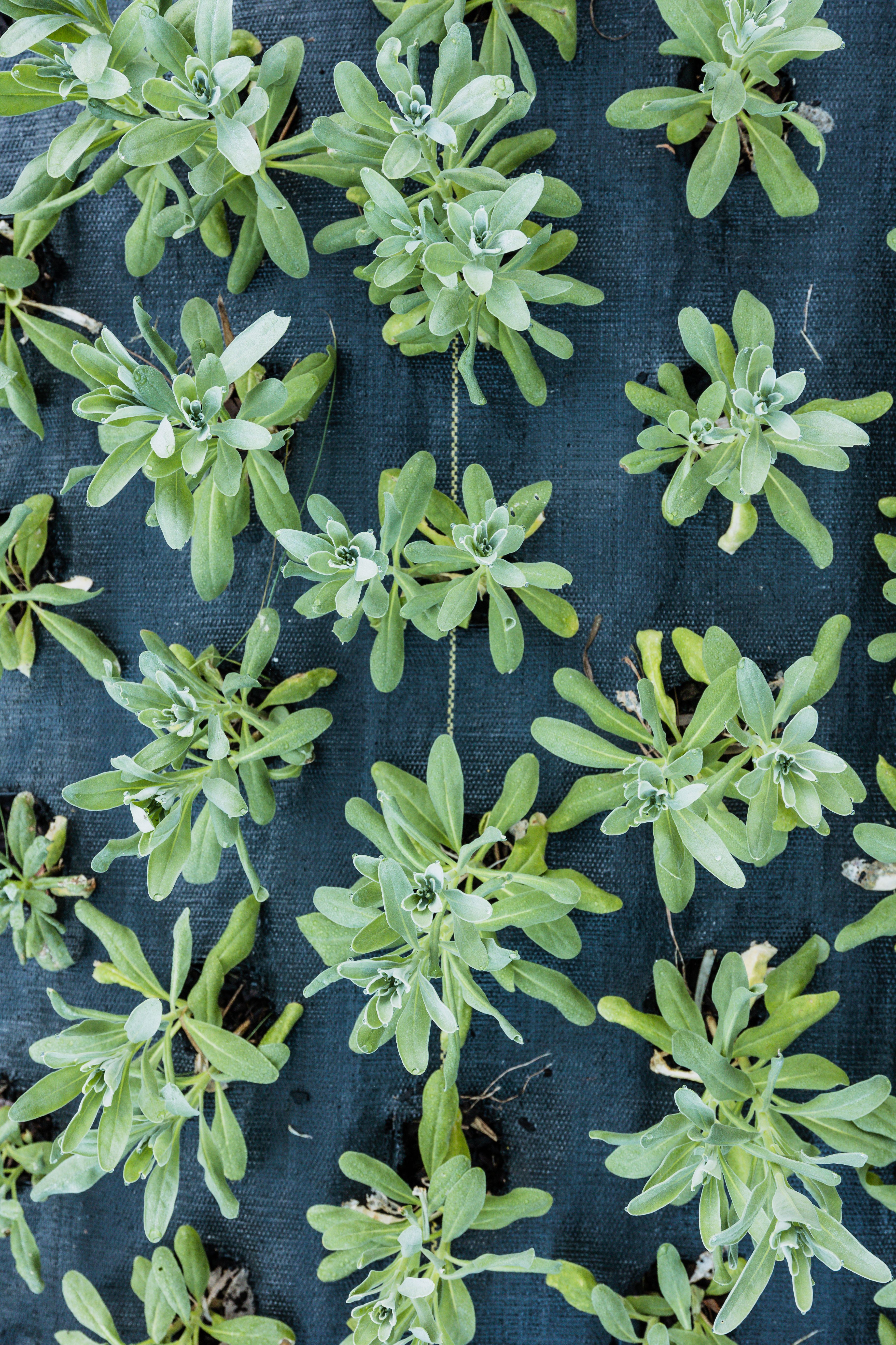 Aerial view of green succulent plants growing on a textured blue fabric background, ideal for gardening themes.