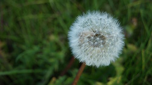 Základová fotografie zdarma na téma krásná květina, léto, minimalismus