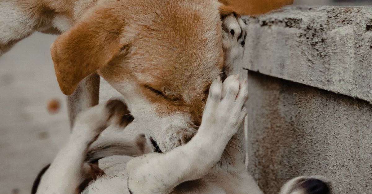 Decoding Your Dog's Body Language: 5 Key Signs Every Owner Should Know